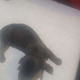 Darker Color Girl - Chocolate and tan female Dachshund puppy in Belton, South Carolina from Wideners Dachshunds