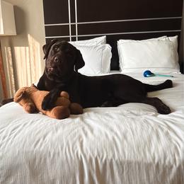 Smoky - Labrador Retriever