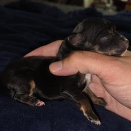 Black and tan male - Black and tan male Chihuahua puppy in Newark, Ohio from Gemini Kennels