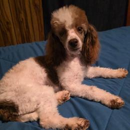 Tilly - Parti female Poodle puppy in Arkansas from Brew House