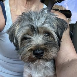 Yorkshire Terrier puppies from Yorker Puppy Palace