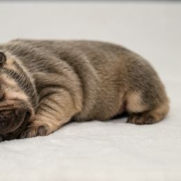 American Bully and French Bulldog Puppies from Obduro Bullies and Frenchies