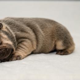 American Bully and French Bulldog Puppies from Obduro Bullies and Frenchies