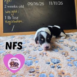 Crysta - Piebald female Dachshund puppy in Hoquiam, Washington from Heyd's Mini Dachshunds