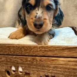 Henri - Dapple male Dachshund puppy in Franklin, Tennessee from Wendy's Weenies