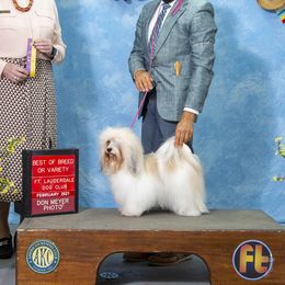 Ruby - Havanese