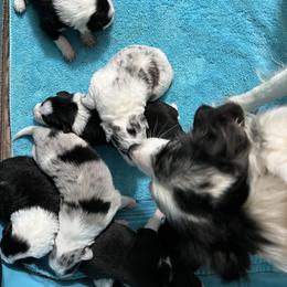 Border Collie Puppies from Roaring River Border Collies