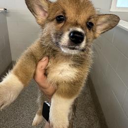Red and white girl 3 - Red female Pembroke Welsh Corgi puppy in Ocala, Florida from Rivermont Farm