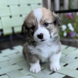 Pembroke Welsh Corgi Puppies from Solstice Farm Corgis