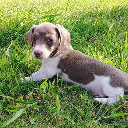 Kimber - Dachshund