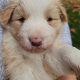 Boy 4 - Gold male Border Collie puppy in Powder Springs, Georgia from Snowbird Border Collies