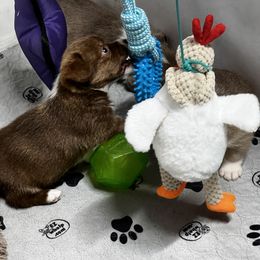 American Corgi, Cardigan Welsh Corgi, and Pembroke Welsh Corgi Puppies from Coopers Korner