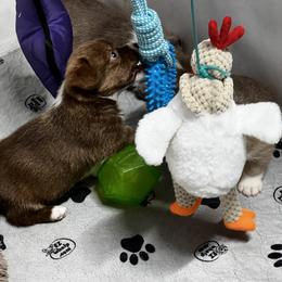 American Corgi, Cardigan Welsh Corgi, and Pembroke Welsh Corgi Puppies from Coopers Korner
