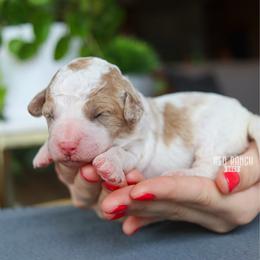 Vista - Parti female Goldendoodle puppy in Salado, Texas from Red Ranch Dogs