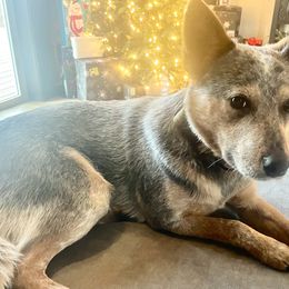 Australian Cattle Dogs from Pointless Acres
