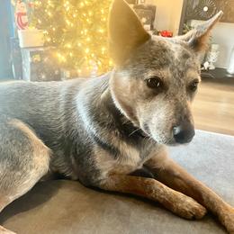 Australian Cattle Dogs from Pointless Acres