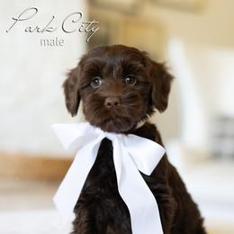 Park City - Chocolate male Australian Labradoodle puppy in Salem, Oregon from Hunterberry Hill Labradoodles