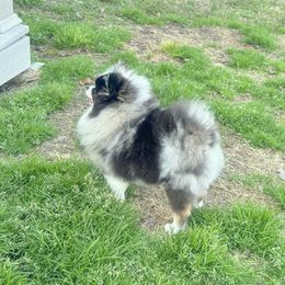 Izzie - Pomeranian