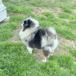 Izzie - Pomeranian