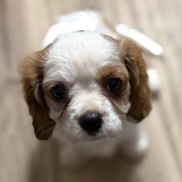 Tootie - Blenheim female Cavalier King Charles Spaniel puppy in Unicoi, Tennessee from Unaka Mountain Corgis