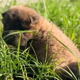 Pup Tart - Blue sable female Chinese Shar-Pei puppy in Lehigh Acres, Florida from Florida Wrinkles