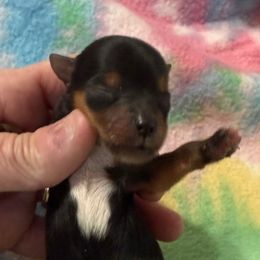 Male 2 - Black and tan male Yorkshire Terrier puppy in Lexington, North Carolina from Silver Valley Yorkies