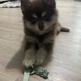 Kota - Chocolate male Pomsky puppy in Johnston, Rhode Island from Puppy Love Heaven