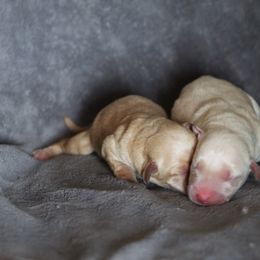 Labrador Retriever Puppies from TLC Retrievers
