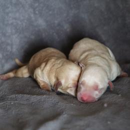 Labrador Retriever Puppies from TLC Retrievers
