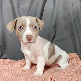 Pancake - White and silver male Teddy Roosevelt Terrier puppy in Claremore, Oklahoma from Travelin' Man Terriers
