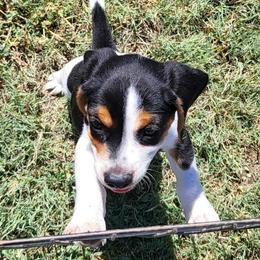 She is very sweet and lovable. She loves to please. Free delivery in Central California. - Black tan and white female Beagle puppy in Lemoore, California from Linda's Puppies