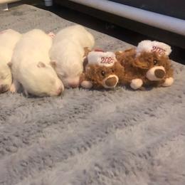 Samoyed Puppies from T&M Samoyeds