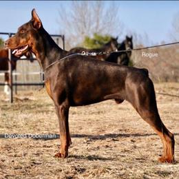 Rogue - Doberman Pinscher