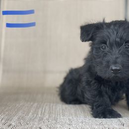 Scottish Terrier Puppies from Heart of America Scotties