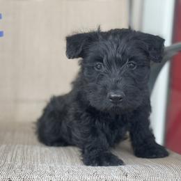 Scottish Terrier Puppies from Heart of America Scotties