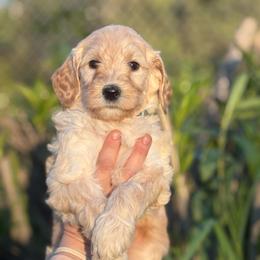 Blue Moon - Apricot male Goldendoodle puppy in Stockton, California from Port City Doodles