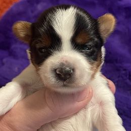 Girl 1 - Black tan and white Biewer Terrier puppy in Shelton, Washington from Olympic Rose Biewer Terriers