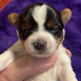 Girl 1 - Black tan and white Biewer Terrier puppy in Shelton, Washington from Olympic Rose Biewer Terriers