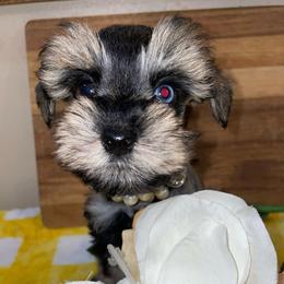 Girl 1 - Salt and pepper female Miniature Schnauzer puppy in Malvern, Arkansas from Deep South Miniature Schnauzers