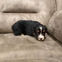 John - Black tri male Miniature Australian Shepherd puppy in Oronogo, Missouri from Dutton's Show Me Farms