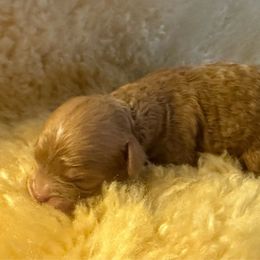 Lando - Red male Cavapoo puppy in Tennessee from MoonBeam Pups