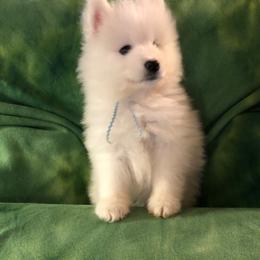 Samoyed Puppies from Cascade Samoyeds