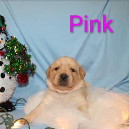 Pink - Yellow female Labrador Retriever puppy in Parma, Idaho from Campbell Valley Labradors