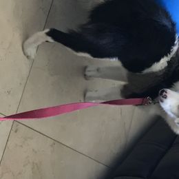 Sophie  - Miniature American Shepherd