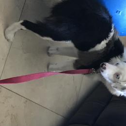 Sophie  - Miniature American Shepherd