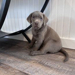Dilute Retriever and Labrador Retriever Puppies from Loving Loyal Labs
