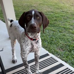 German Shorthaired Pointer All Grown Up from Third Coast Pointers