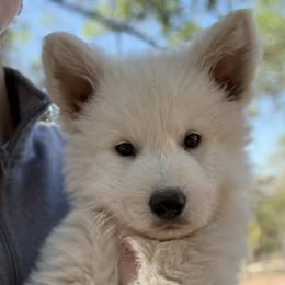 Scenic Creeks Polar Crest - White male Berger Blanc Suisse puppy in Bexar County, Texas from Scenic Creek German Shepherds and White Swiss Shepherds