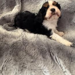 Whiskey - Tri-color male Cavalier King Charles Spaniel puppy in Mt Jackson, Virginia from Carters Cavaliers