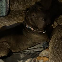 Jazz - Chinese Shar-Pei